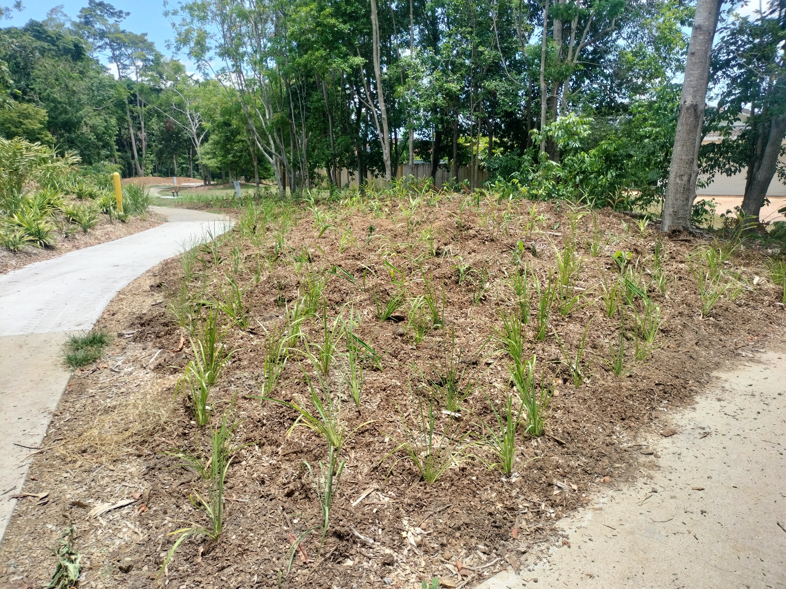 vegetation planted along the easement